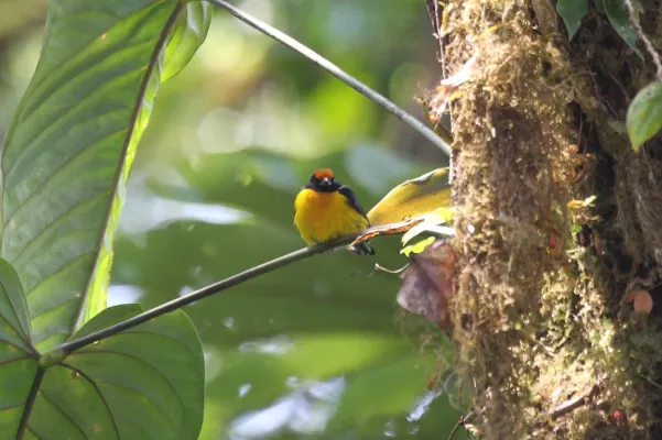 File:Tawny-capped Euphonia (Euphonia anneae) (4505535488) (2).jpg