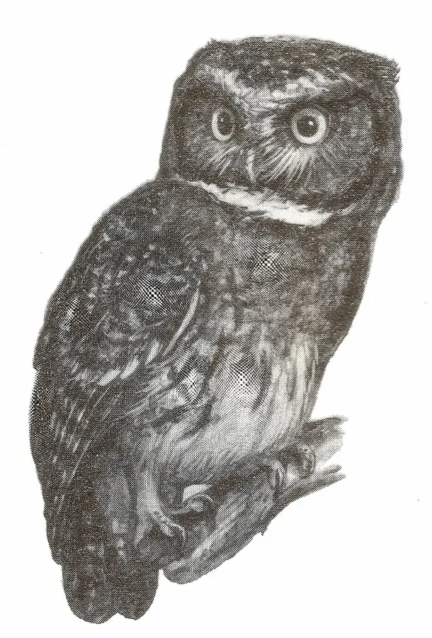File:Megascops albogularis 000.jpg