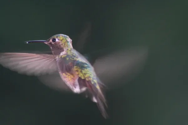 File:Broad-tailed Hummingbird male, in flight; Selasphorus platycercus.JPG
