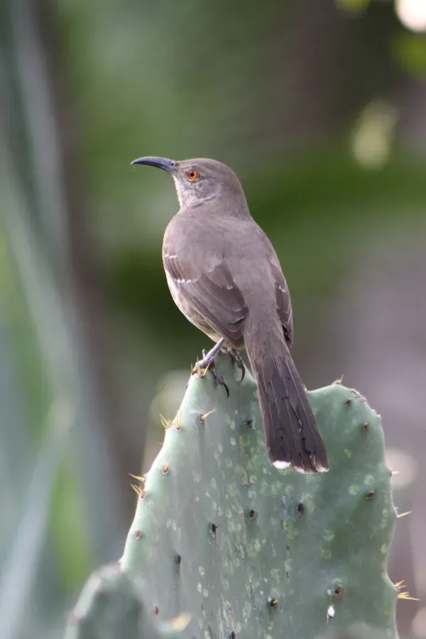 File:Curve-billed Thrasher, Toxostoma curvirostre; South TX on cactus 01.jpg