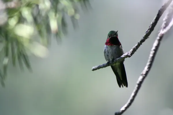 File:Broad tailed hummingbird, Selasphorus platycercus; front.jpg