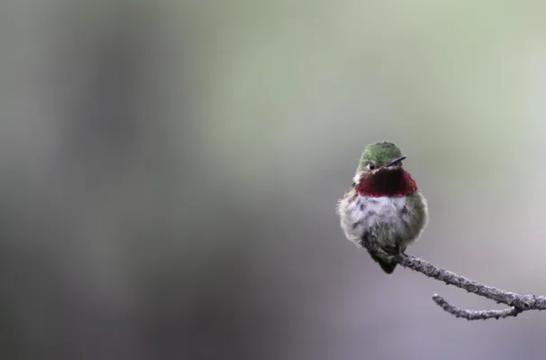 File:Broad tailed hummingbird, Selasphorus platycercus; tiny 01.jpg