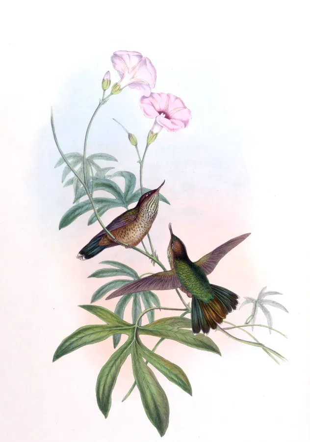 File:Opisthoprora euryptera.jpg