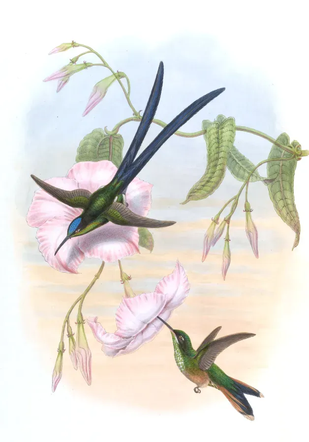 File:Hylonympha macrocerca.jpg