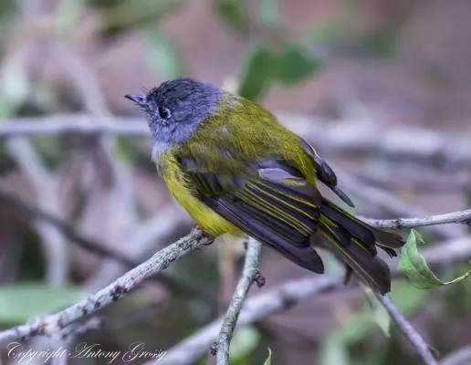File:Grey-headed Canary-flycatcher (Culicicapa ceylonensis) at Wellington, Tamil Nadu.jpg