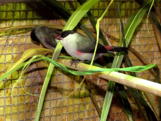 File:Nonnenastrild (Estrilda nonnula)1.JPG