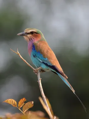 File:Coracias caudatus (Zambia).jpg