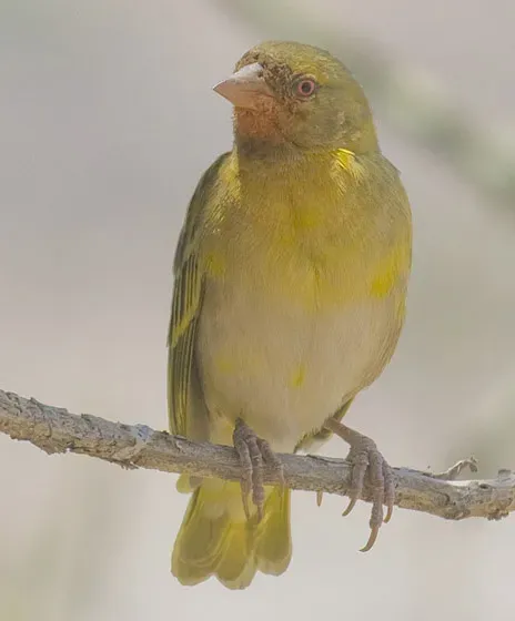 File:Ploceus vitellinus, 2009, Serengeti.jpg