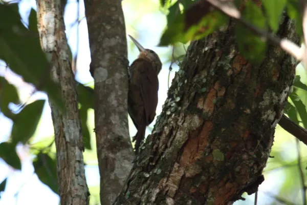 File:Xiphorhynchus guttatus.jpg