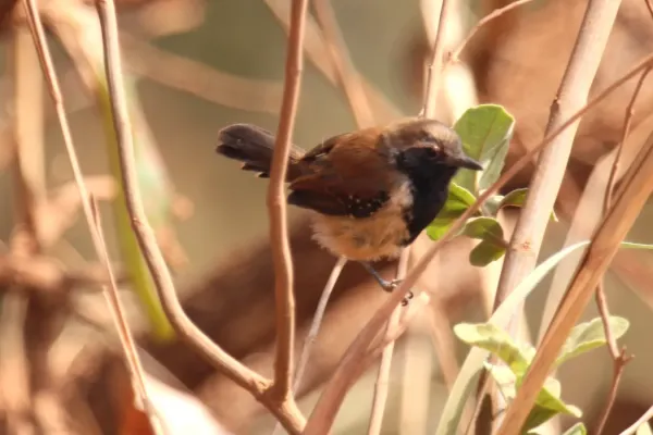 File:Formicivora rufa.jpg
