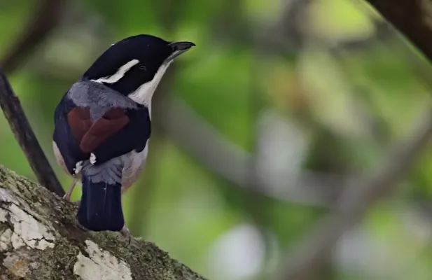File:Pteruthius aeralatus, Namdapha NP, Arunachal Pradesh.jpg