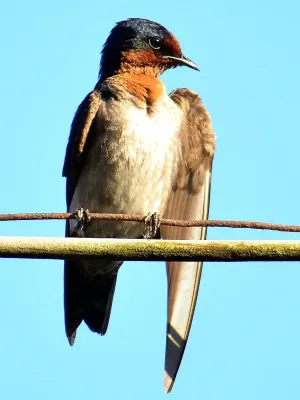 File:Hirundo tahitica javanica.JPG
