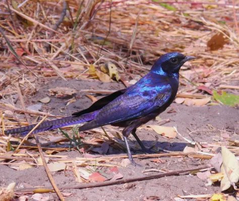 File:Lamprotornis mevesii 240.jpg