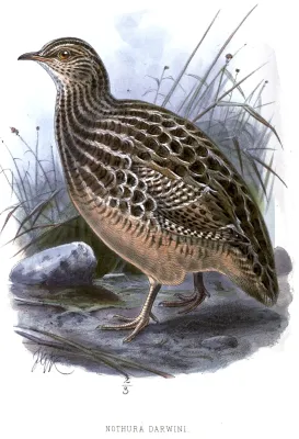 File:NothuraDarwiniiKeulemans.jpg
