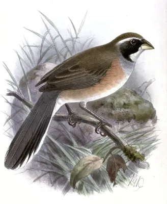 File:SaltatriculaMulticolorKeulemans.jpg