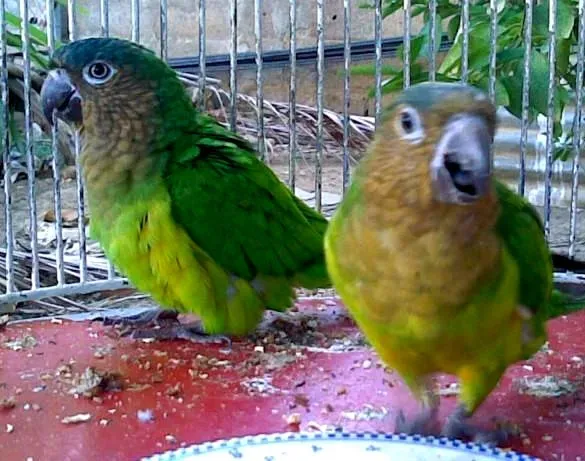 File:Pyrrhura leucotis.jpg