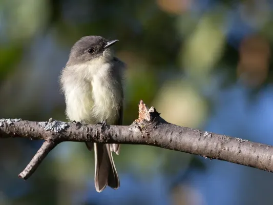 File:Sayornis phoebe -Madison, Wisconsin, USA-8.jpg