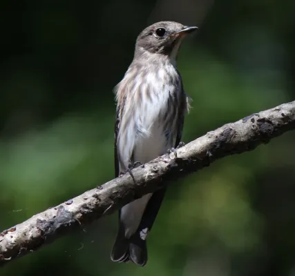 File:Muscicapa griseisticta.JPG