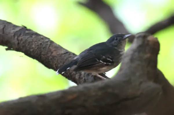 File:Cercomacra melanaria -Mato Grosso do Sul, Brazil-8.jpg