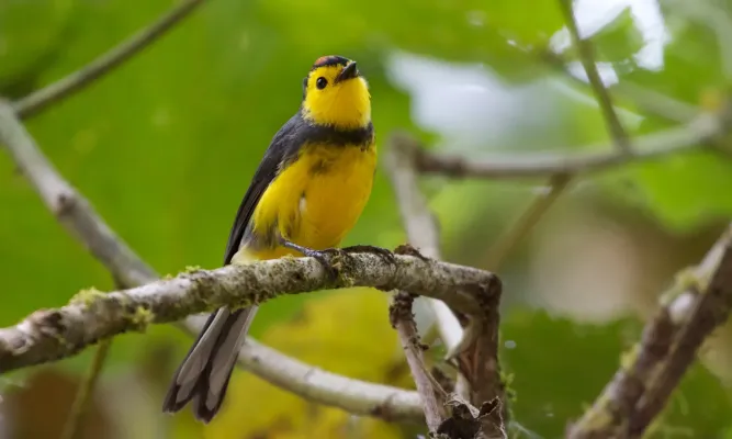 File:Myioborus torquatus -Costa Rica-8 (1).jpg