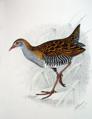 File:Crecopsis egregia00.jpg