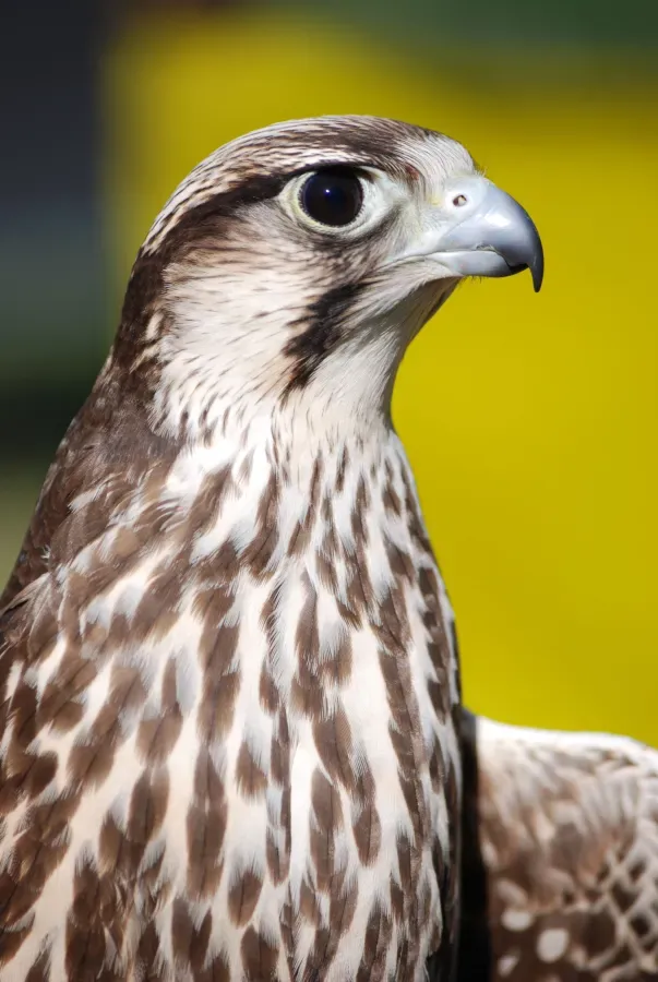 File:Falco biarmicus 001.jpg