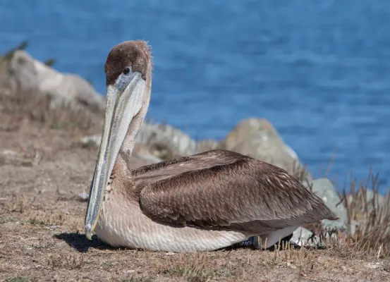 File:Pelecanus occidentalis at Bodega Harbor.jpg