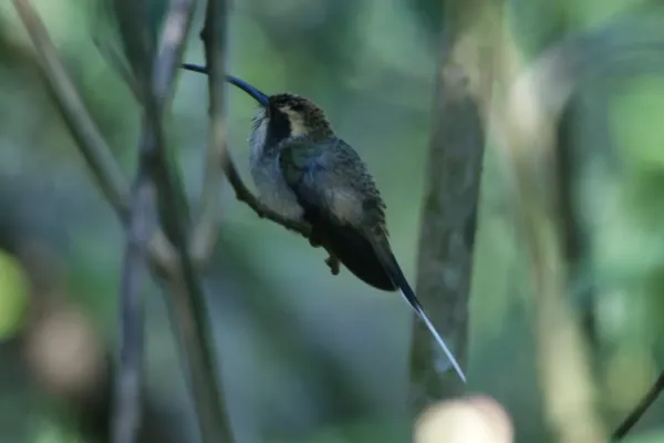 File:Phaethornis eurynome .jpg