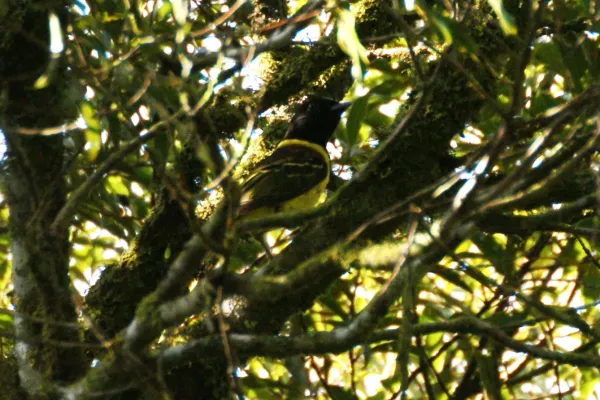 File:Carpornis cucullata.jpg