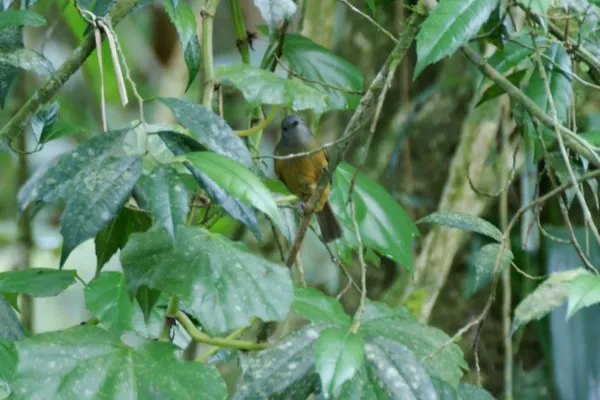 File:Mionectes rufiventris .jpg