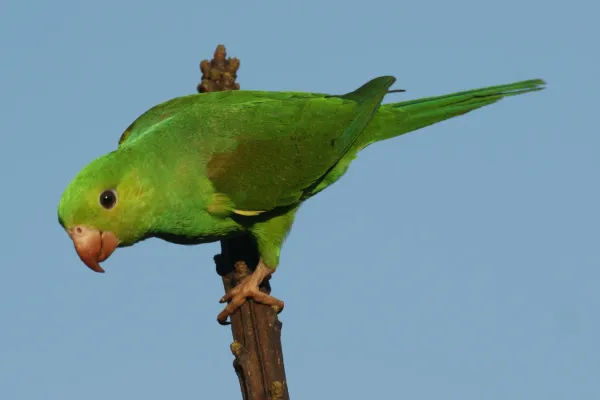 File:Brotogeris tirica -Morretes, Parana, Brazil-8.jpg