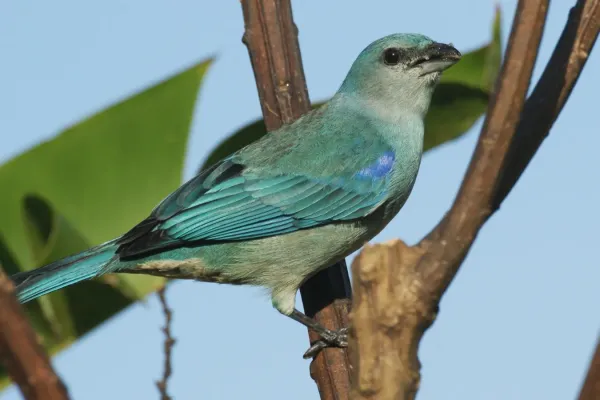 File:Thraupis cyanoptera -Morretes, Parana, Brazil-8.jpg