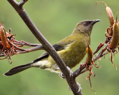 File:Anthornis melanura -New Zealand-8.jpg