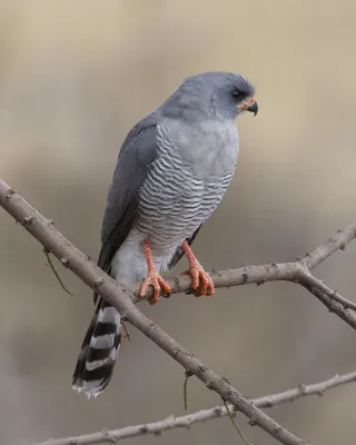 File:Gabar Goshawk (Micronisus gabar).jpg