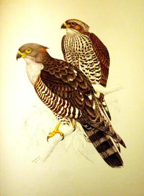 File:Aviceda cuculoides00.jpg