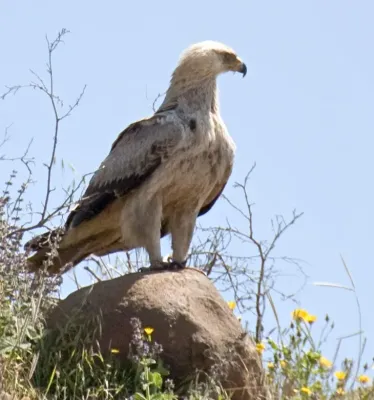 File:Aquila rapax Simien Mountains, Ethiopia.jpg