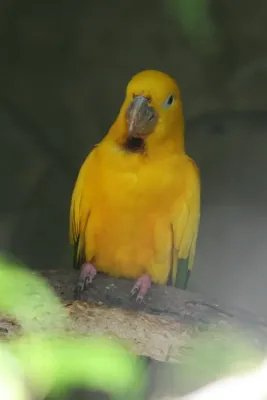 File:Golden Conure (Guaruba guarouba) (2855067732).jpg