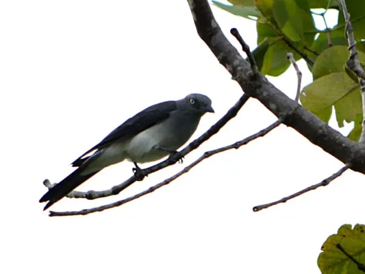 File:Coracina leucopygia(1).JPG