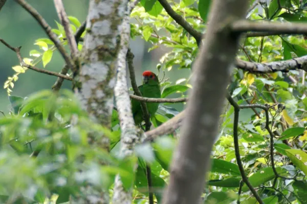 File:Pionopsitta pileata -Campina Grande do Sul, Parana, Brazil-6.jpg