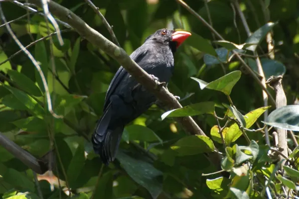 File:Saltator fuliginosus -Campina Grande do Sul, Parana, Brazil-8.jpg