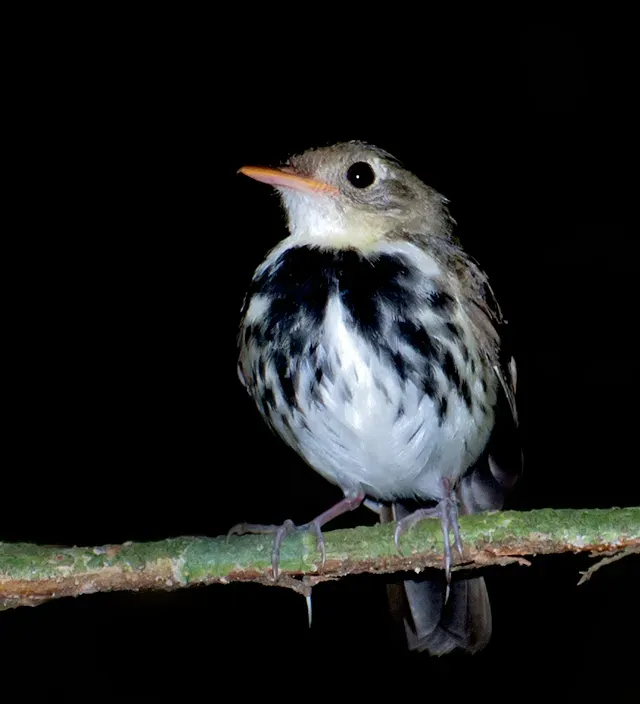 File:Corythopis delalandi -Extrema, Minas Gerais, Brazil-8.jpg