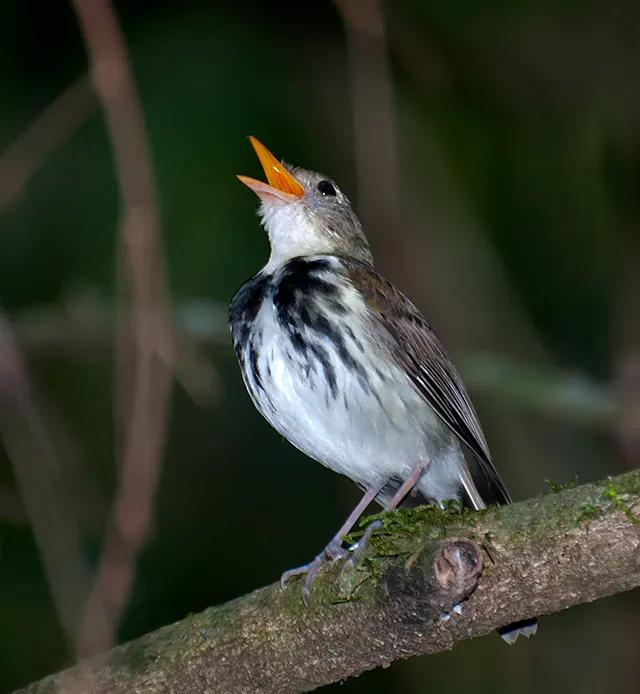 File:Corythopis delalandi -Extrema, Minas Gerais, Brazil-8 (2).jpg