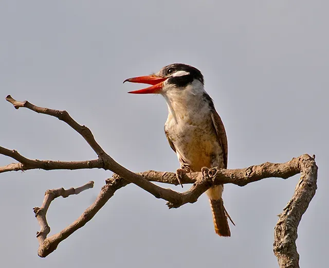 File:Nystalus chacuru -Extrema, Minas Gerais, Brazil-8.jpg