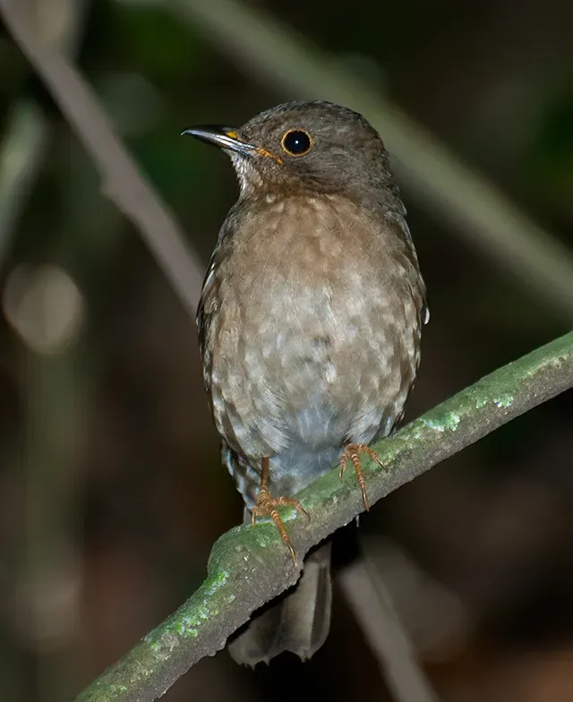 File:Turdus flavipes -Parque Estadual da Cantareira, Sao Paulo, Brazil -female-8.jpg