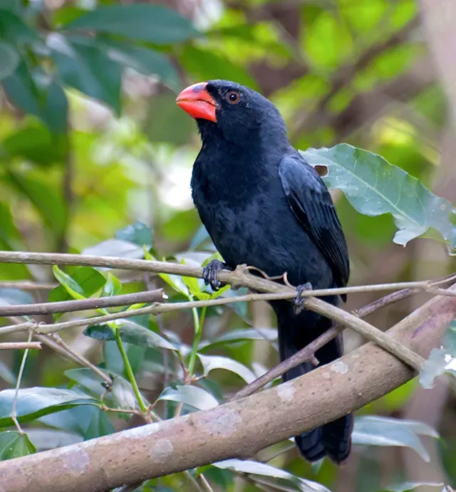 File:Saltator fuliginosus -Piraju, Sao Paulo, Brazil-8.jpg