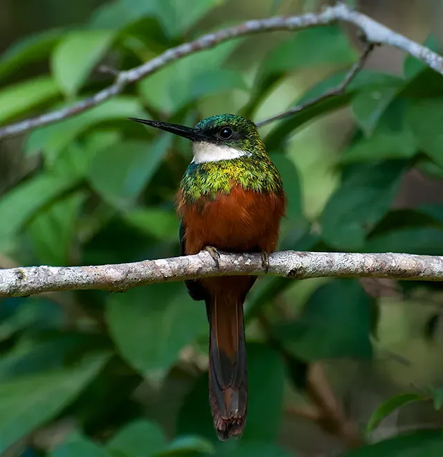 File:Galbula ruficauda -Piraju, Sao Paulo, Brazil -male-8.jpg