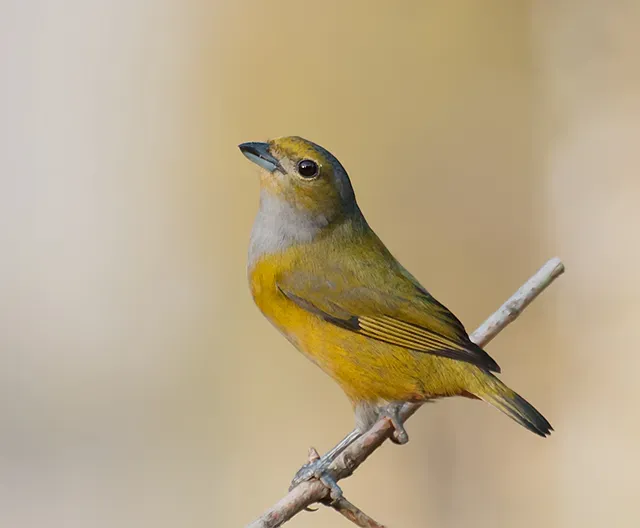 File:Euphonia pectoralis -Registro, Sao Paulo, Brazil -female-8.jpg