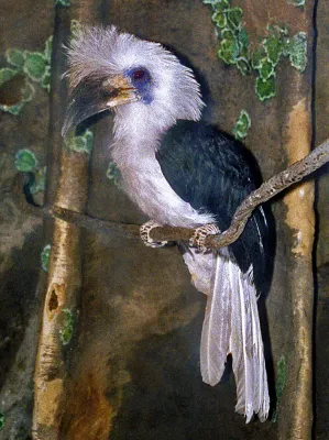 File:Bucerotidae - Berenicornis comatus.jpg