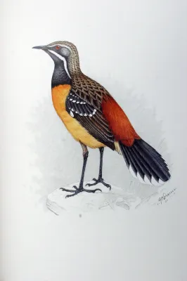 File:Chaetops aurantius00.jpg