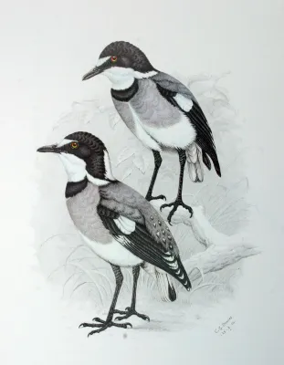 File:Lanioturdus torquatus00.jpg